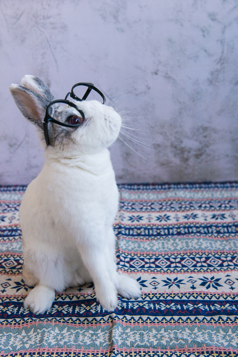 寵物寫真 兔子寫真 兔兔寫真 Q攝影 高雄 推薦