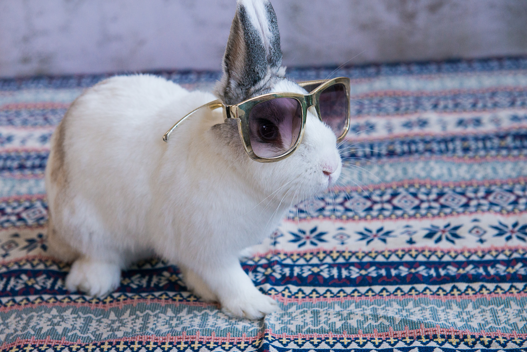 寵物寫真 兔子寫真 兔兔寫真 Q攝影 高雄 推薦